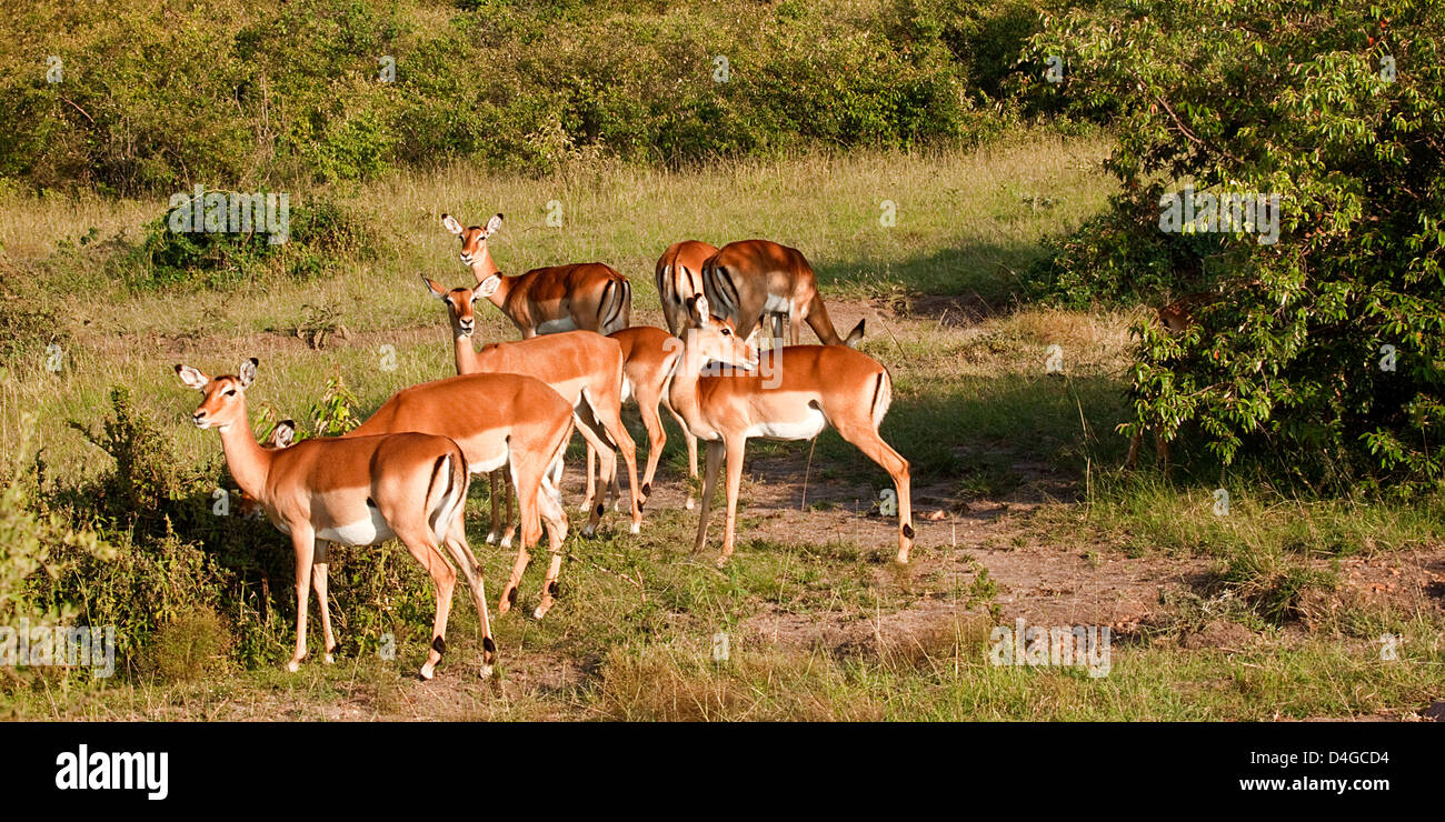 Group of impalas in The National Park Masai Mara in Kenia. Stock Photo