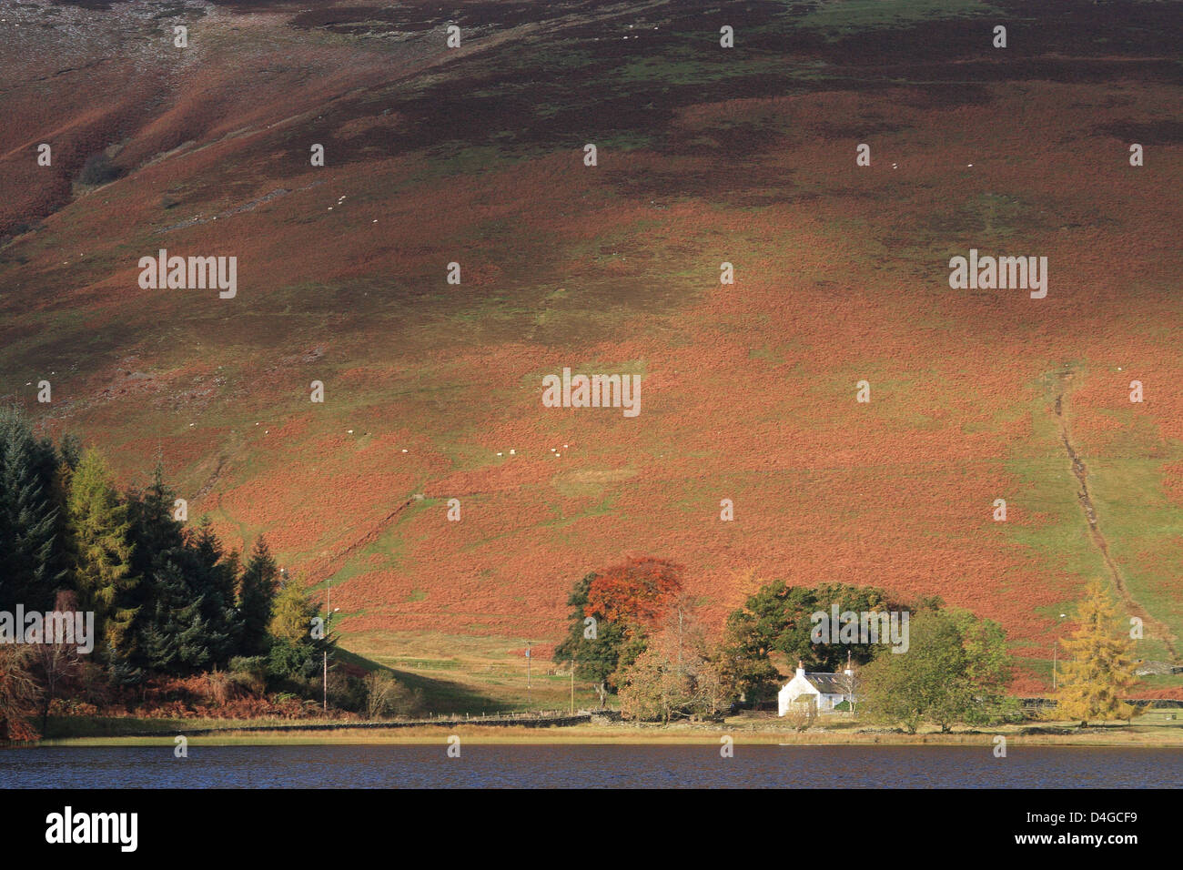 Sunlit Hillside at St Marys Loch, Upper Yarrow Valley, Borders, Scotland, UK Stock Photo