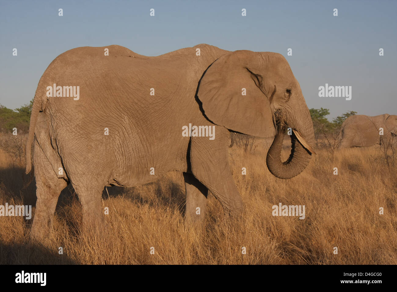 Elephant in Etosha National Park, Namibia, Africa Stock Photo
