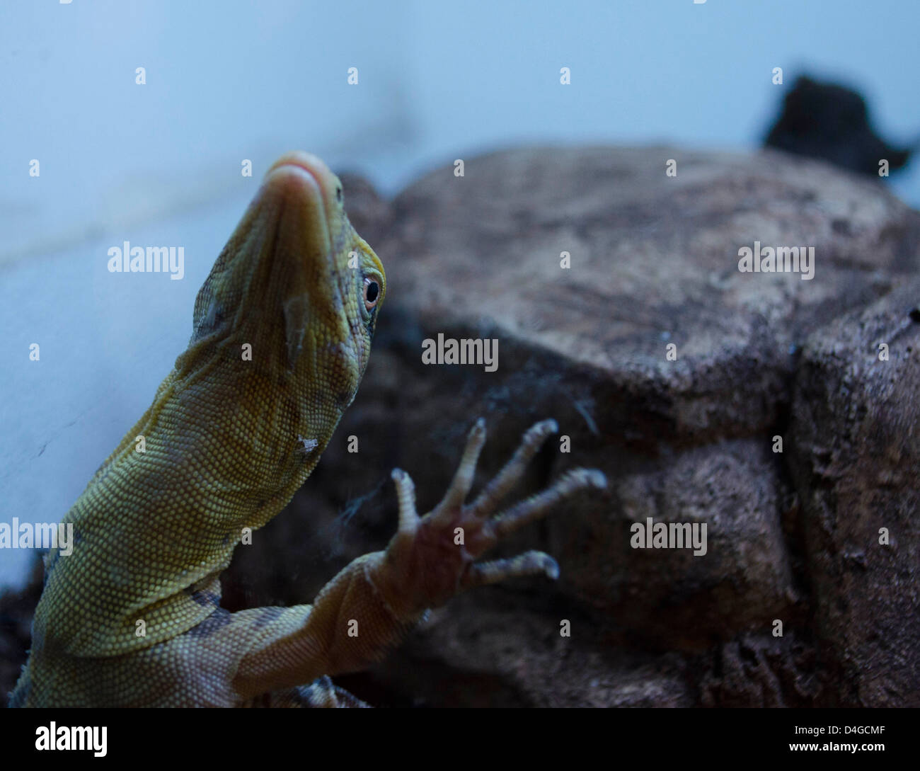 Omnivore lizard hi-res stock photography and images - Alamy