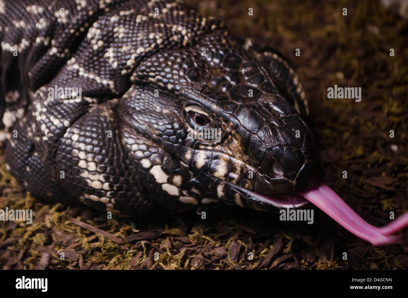 lizard tongue Stock Photo