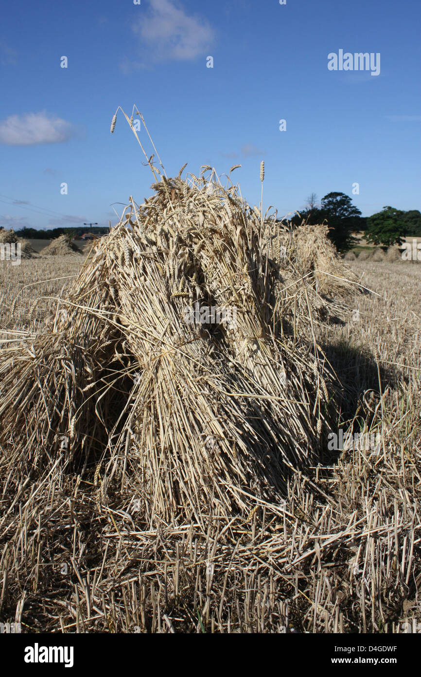 Sheaves Of Wheat High Resolution Stock Photography and Images Alamy