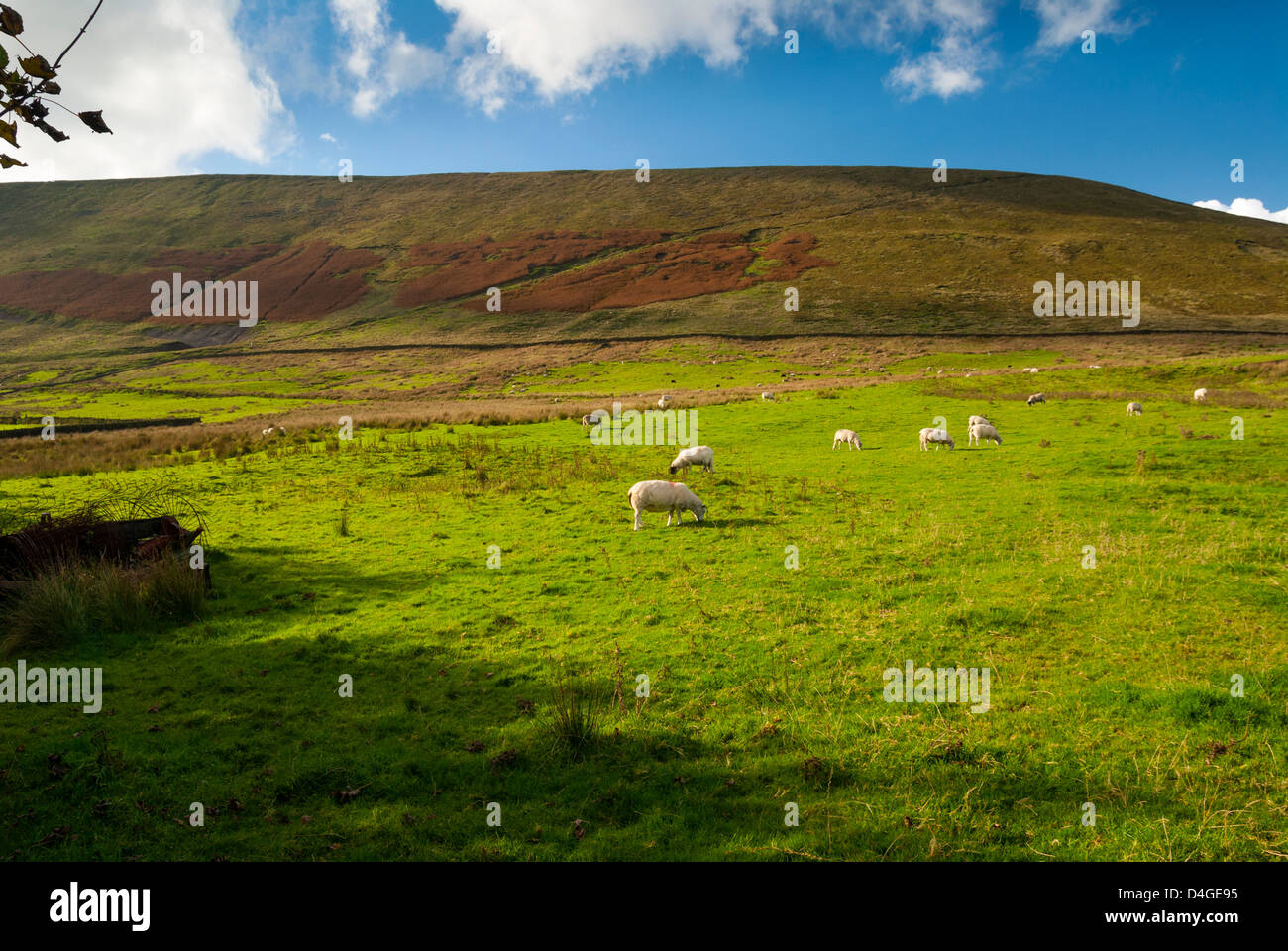 Pendle Hill, Lancashire, Rimington, England, UK, Europe. Stock Photo