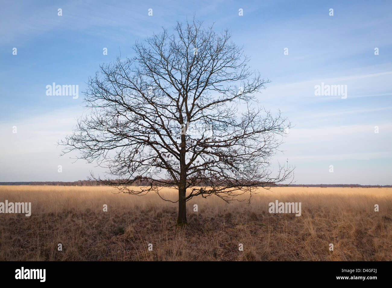 Shape of a symmetric bold tree in the Groote Peel Stock Photo