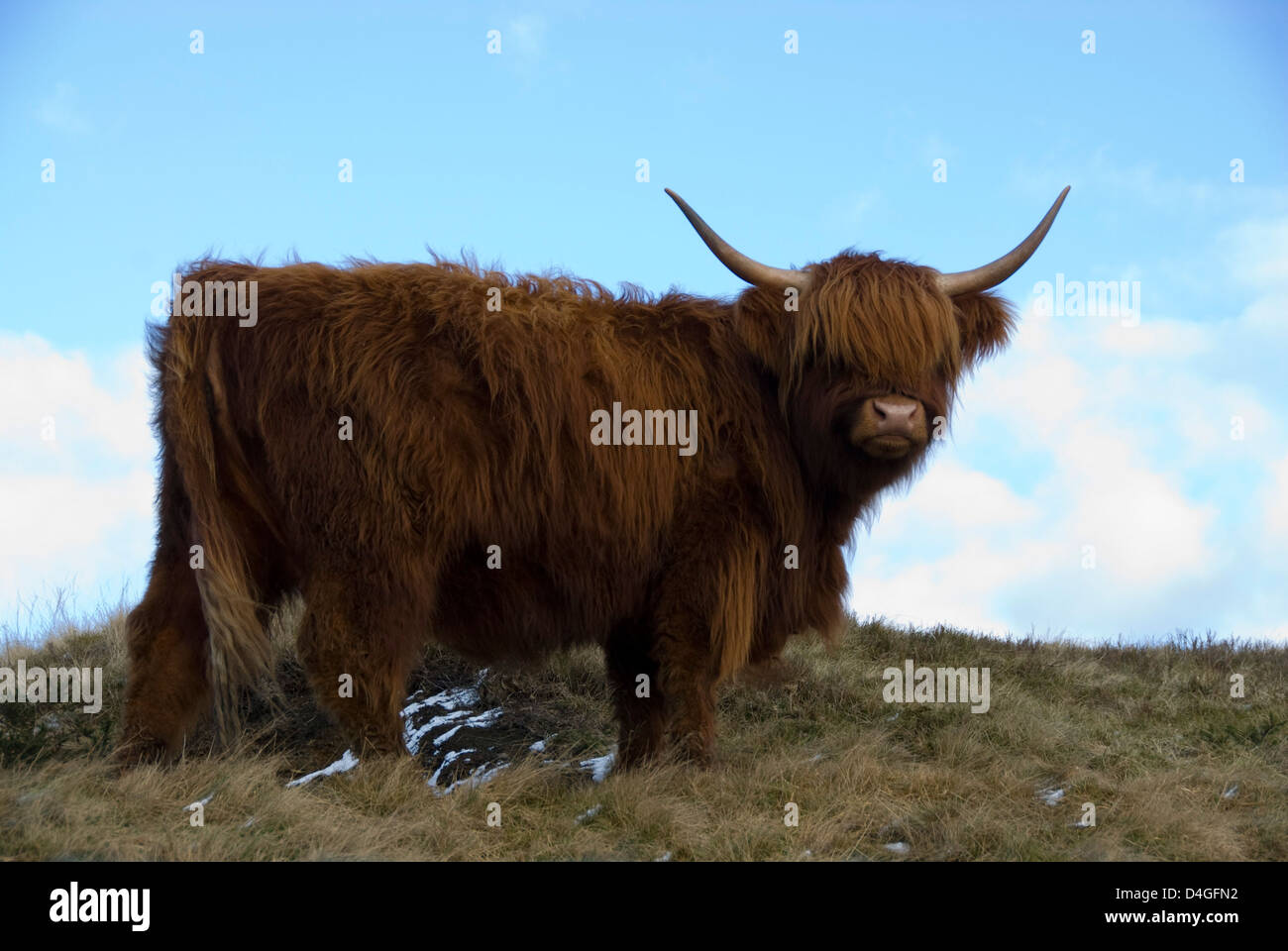 Highland cow silhouette hi-res stock photography and images - Alamy