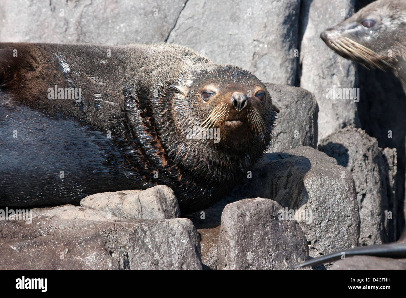 This Guadalupe Fur Seal, Arctocephalus townsendi, was photographed on the rocky coastline of Guadalupe Island, Mexico. Stock Photo