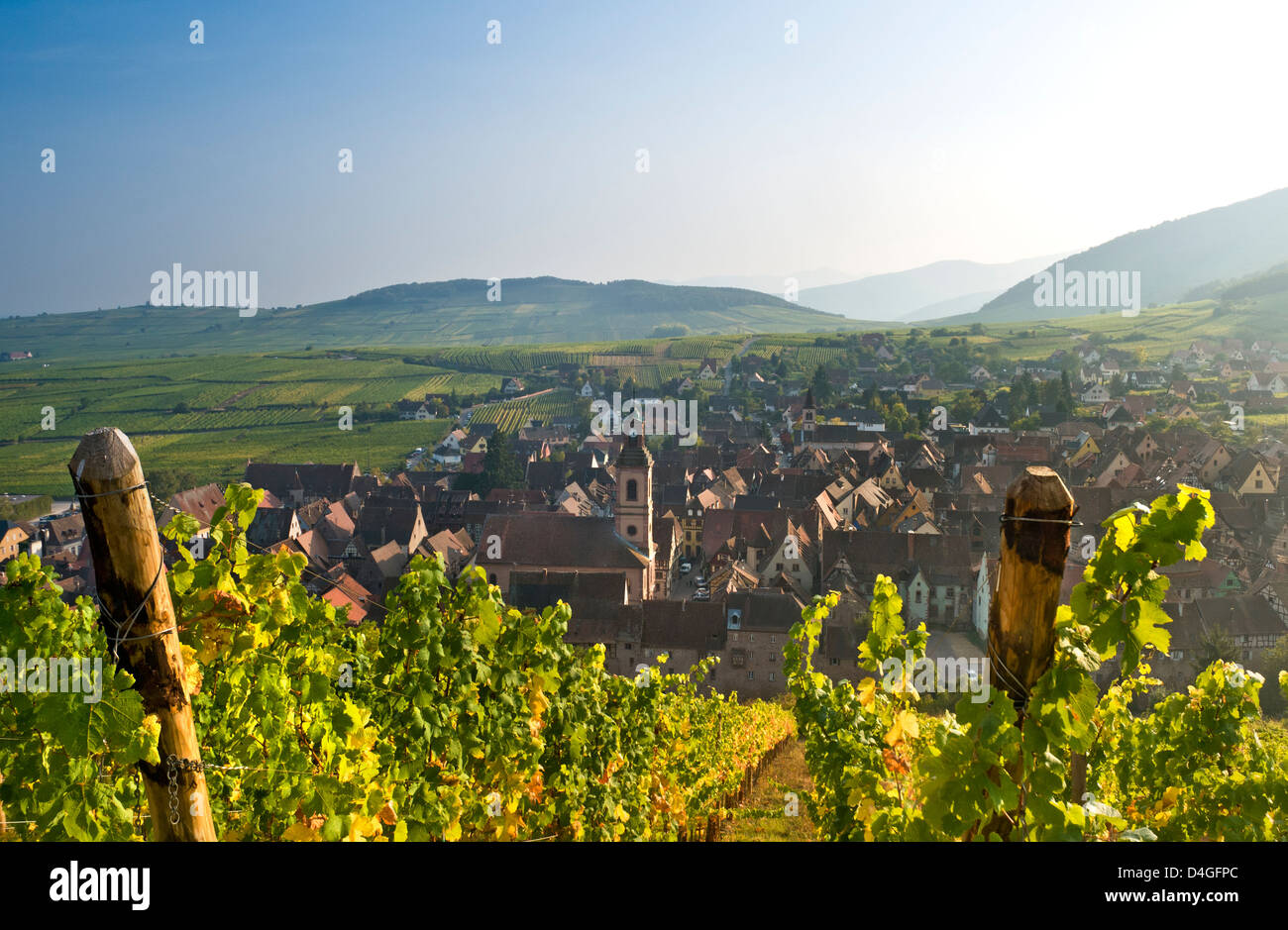 Riquewihr vineyards & village autumnal colour in the Schoenenbourg vineyards above the medieval village of Riquewihr Route des Vins Alsace France Stock Photo