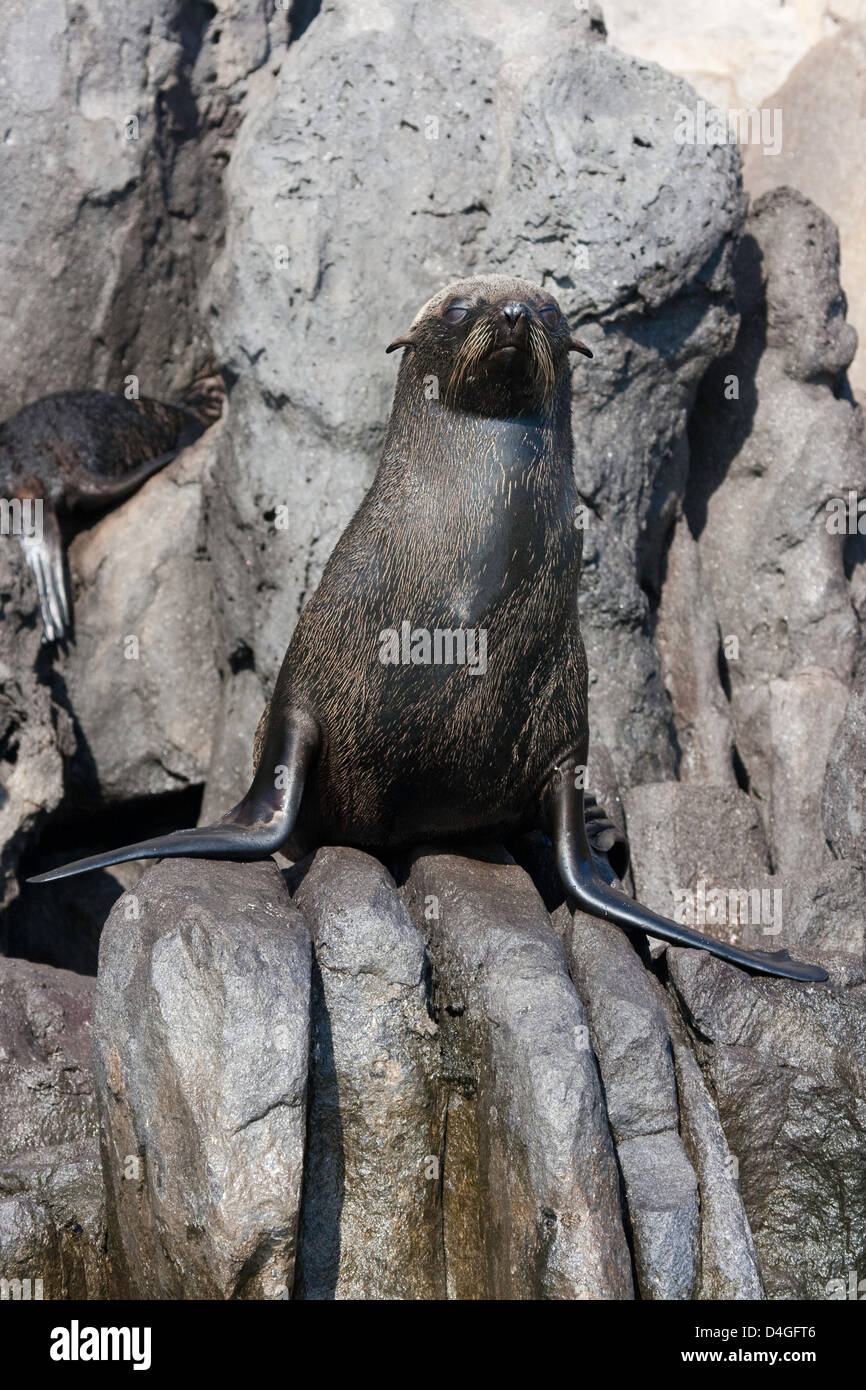 This young Guadalupe Fur Seal, Arctocephalus townsendi, was photographed on the rocky coastline of Guadalupe Island, Mexico. Stock Photo