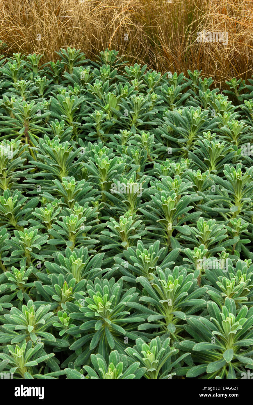 Euphorbia 'Portuguese Velvet'. Stock Photo