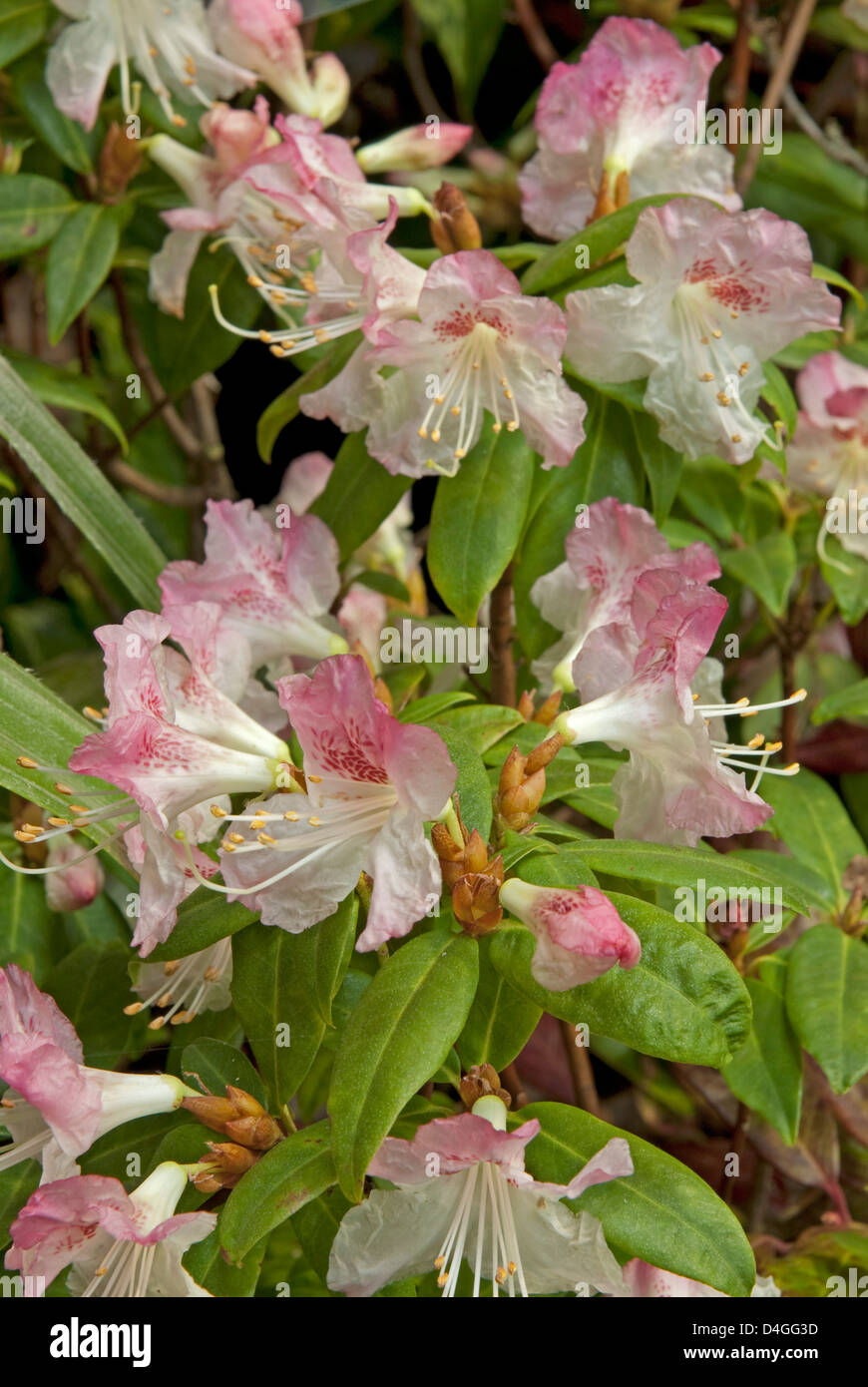 Rhododendron 'Bo Peep' Pink form. Stock Photo
