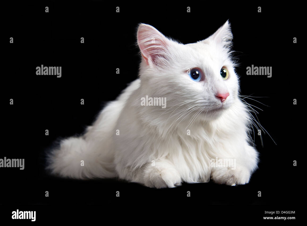 Beautiful white cat separately on a black background Stock Photo - Alamy