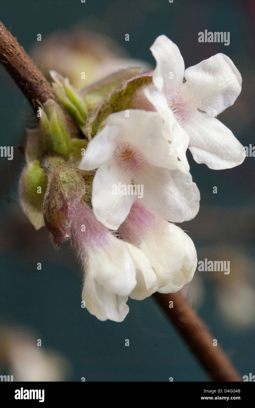 Small garden flowers hi-res stock photography and images - Alamy