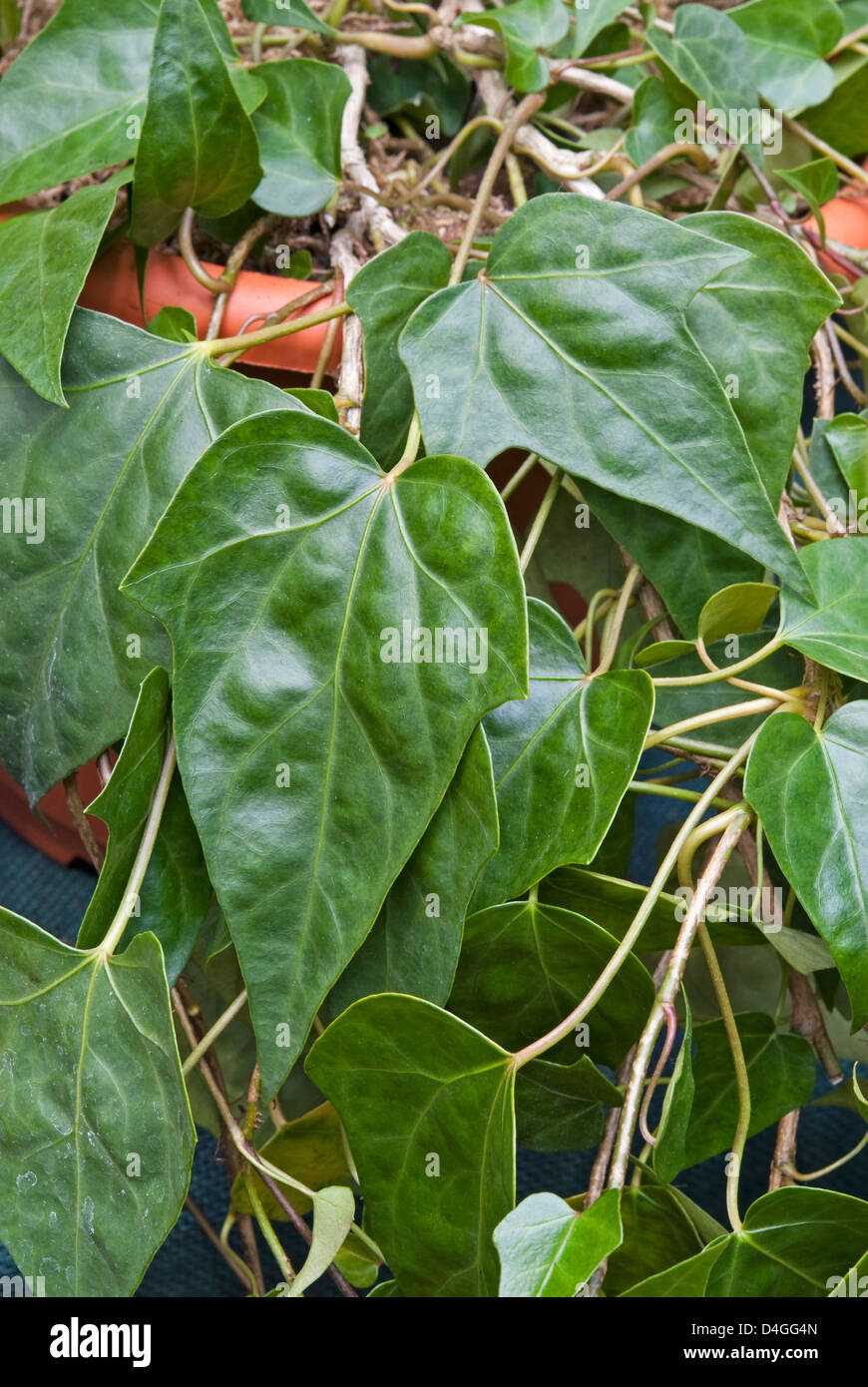 Hedera nepalensis hi-res stock photography and images - Alamy