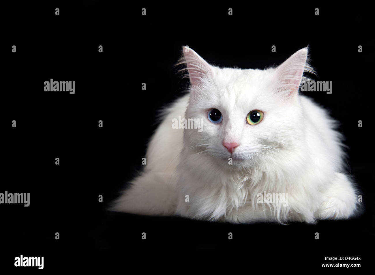 Beautiful white cat separately on a black background Stock Photo - Alamy