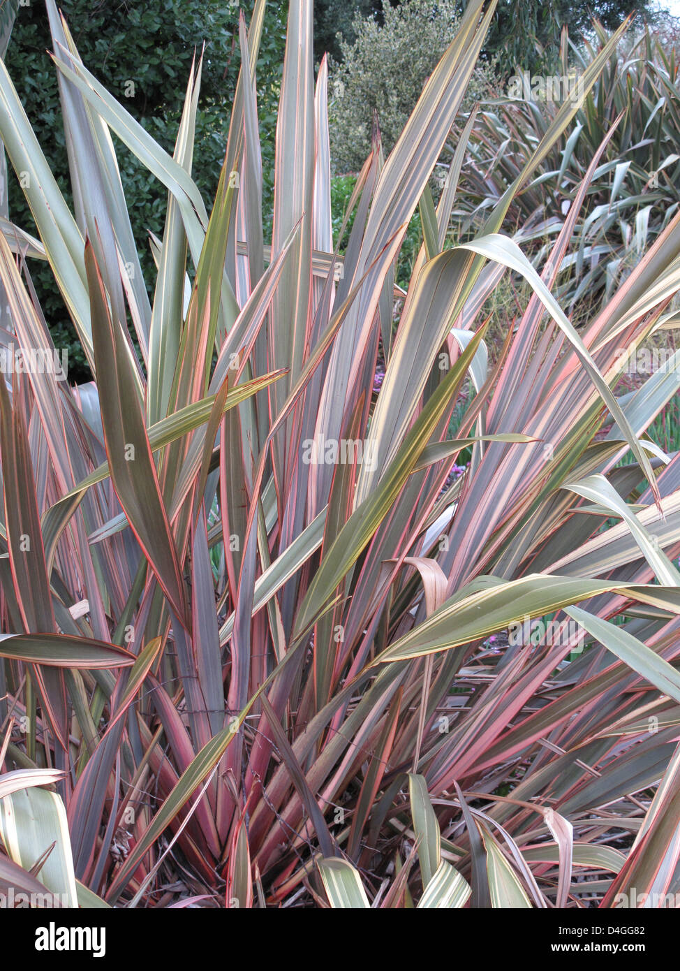 Phormium tenax 'Sunset' - 'New Zealand Flax'. Stock Photo