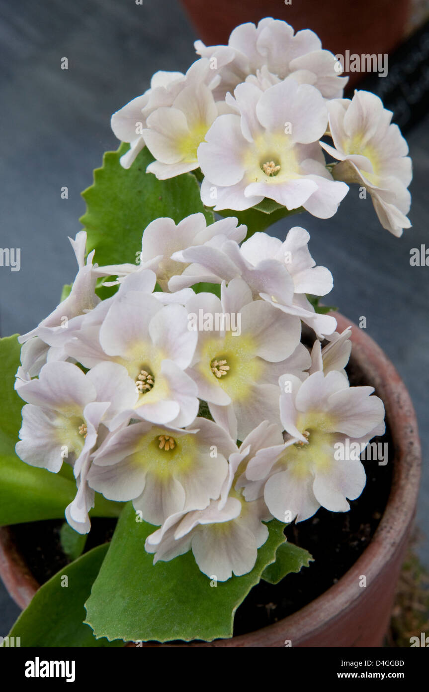 Primula auricula 'Ghostly'. Stock Photo