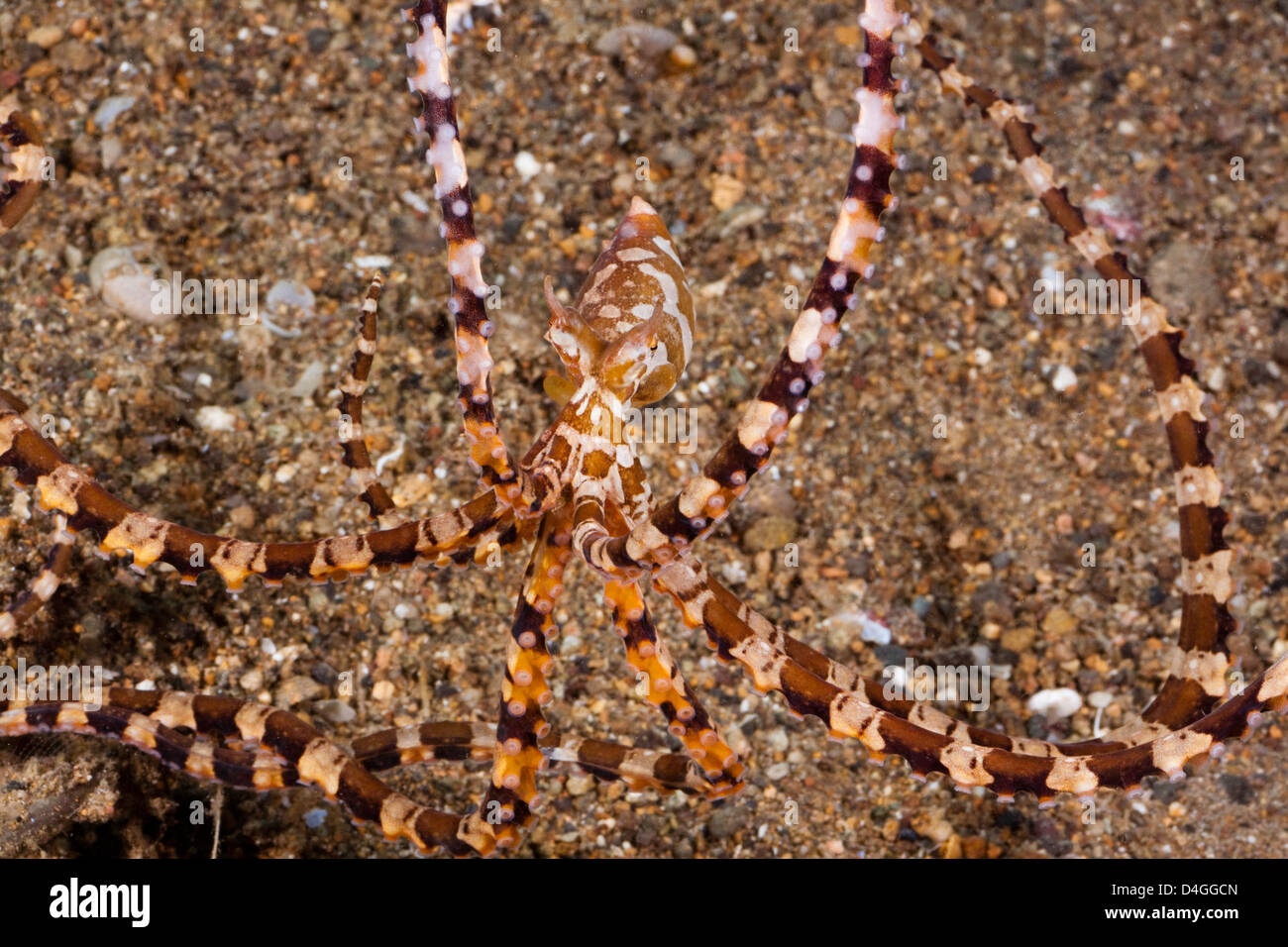 Mimic octopus, Thaumoctopus mimicus, Philippines. Stock Photo
