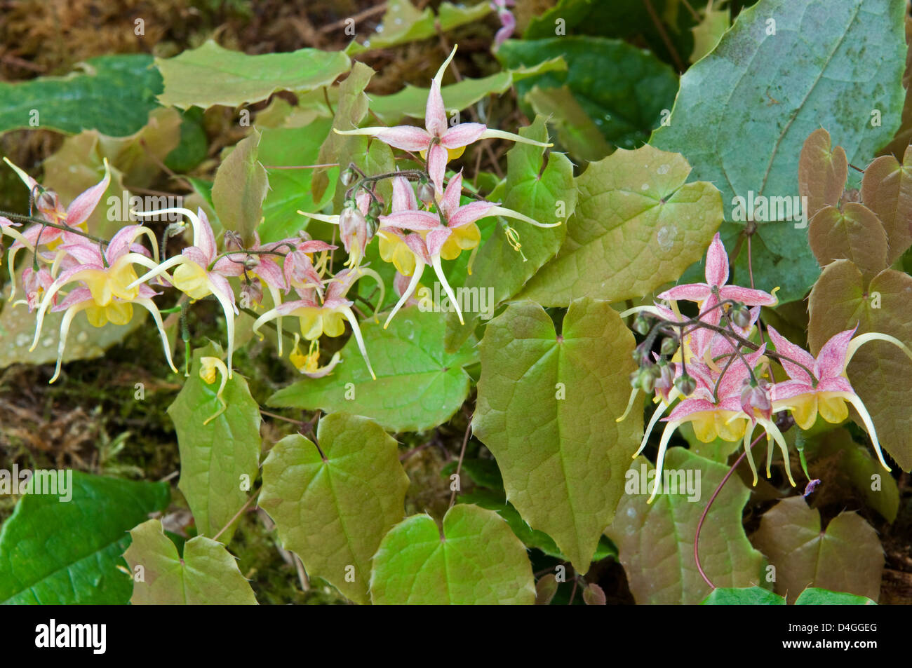 rhododendron 3 meter Great Rhododendron – Yankee Ingenuity main image 0