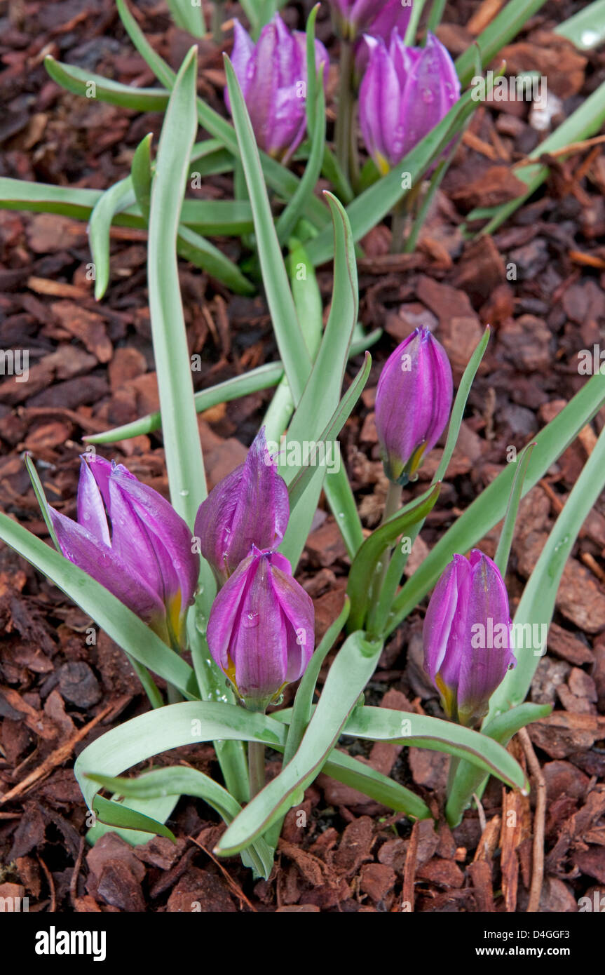 Tulipa humilis var. pulchella. Stock Photo