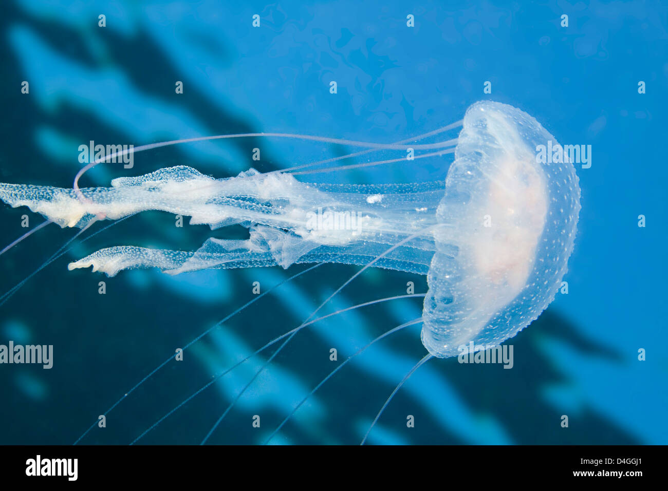 Thousands of these luminescent jellyfish, Pelagia noctiluca, filled the water column in the Philippines. Stock Photo