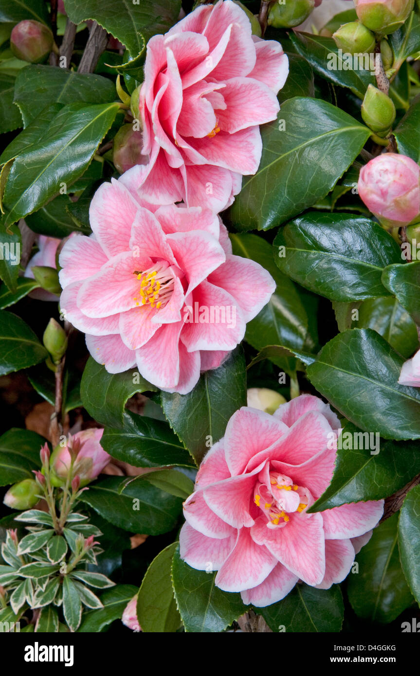 Camellia janonica 'Yours Truly'. Stock Photo