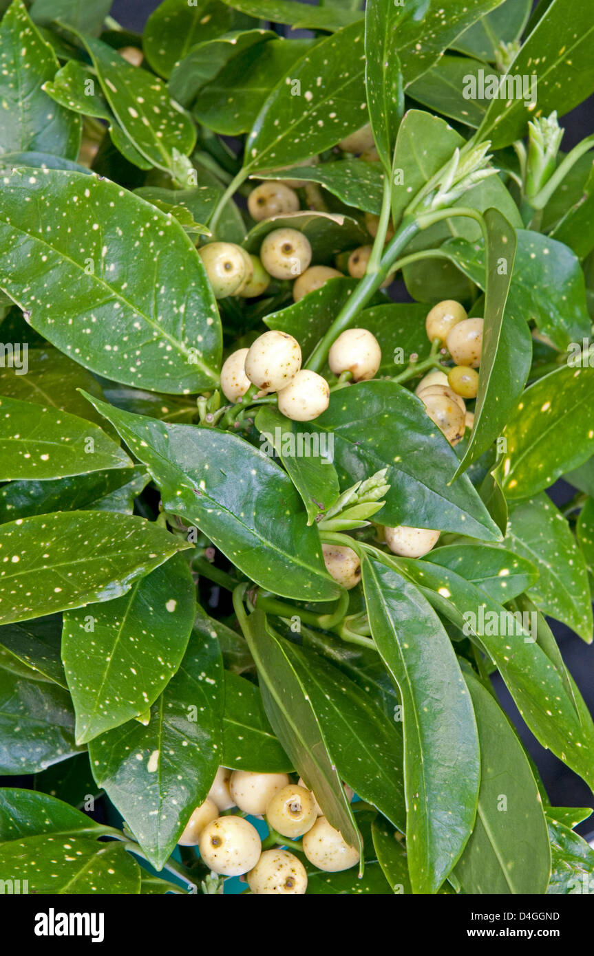 Page 3 Aucuba Aucuba Japonica High Resolution Stock Photography And Images Alamy