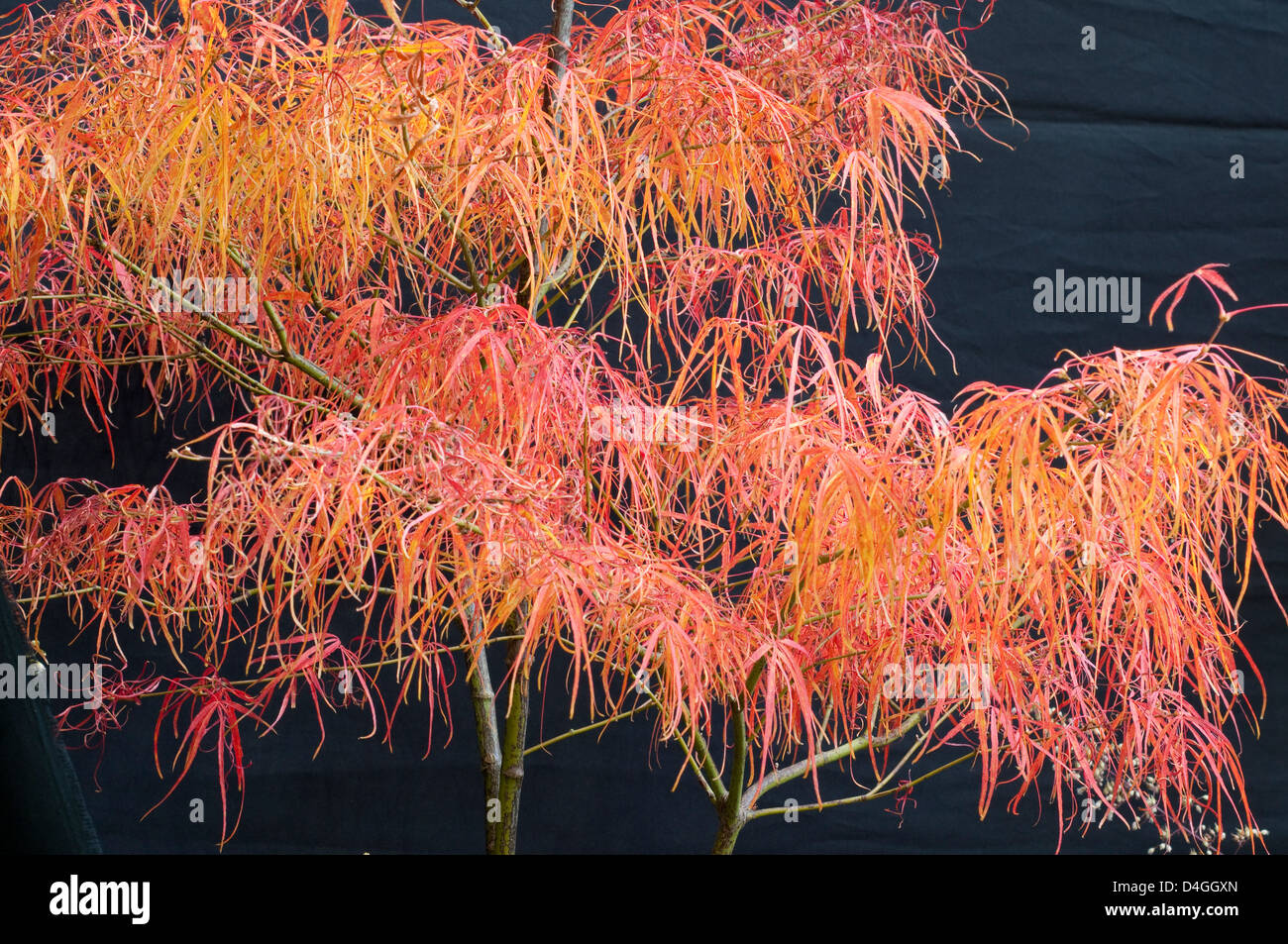 Acer palmatum 'Koto no ito'. Stock Photo
