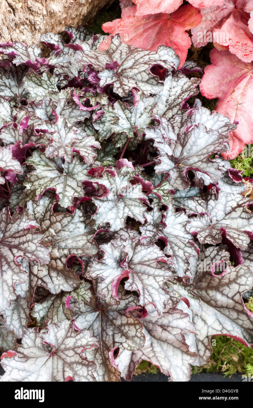 Heuchera blackberry jam hires stock photography and images Alamy