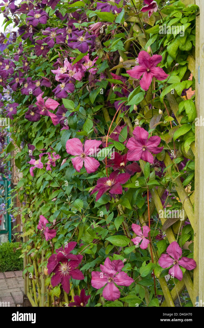 Clematis on trellis. Varieties include 'Niobe', 'Inspiration' and 'Etoile Violette'. Stock Photo