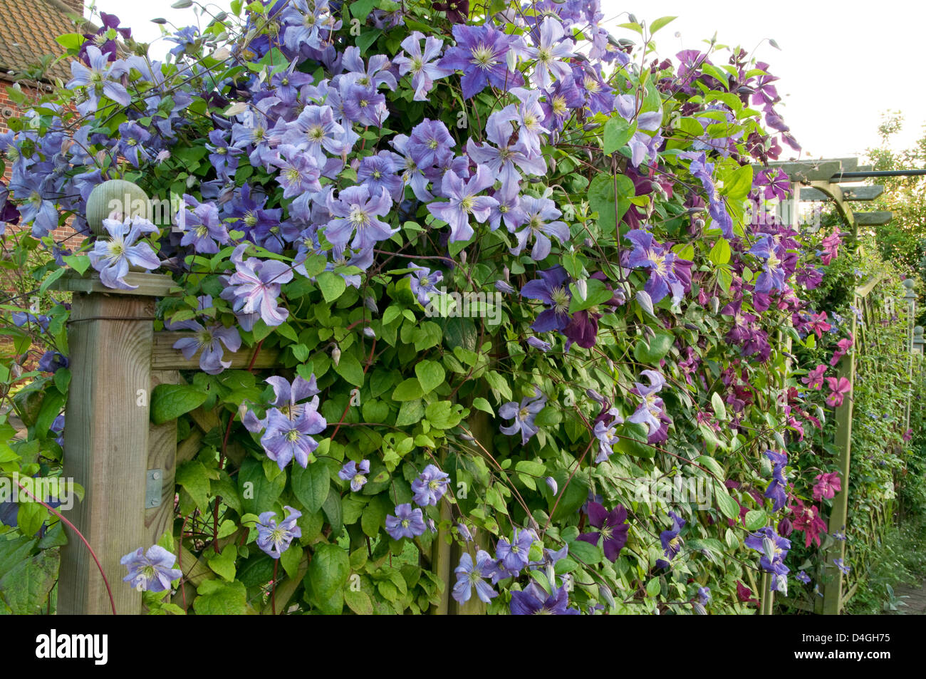 Clematis viticella cultivars including 'Prnce Charles', 'Wisley' and 'Etoile Violette' Stock Photo