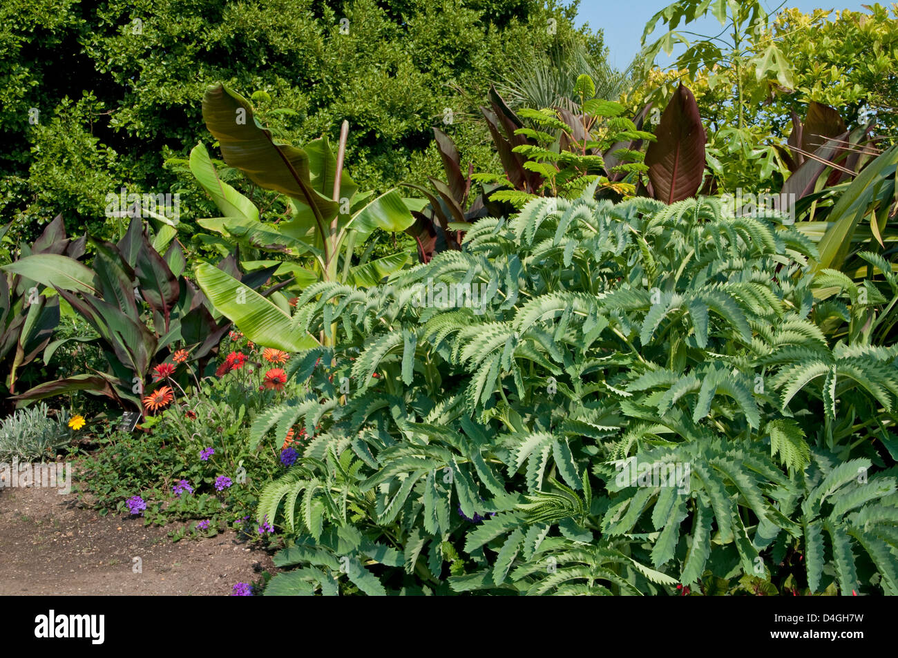 Melianthus major. AGM. 'Honey Bush'. Stock Photo