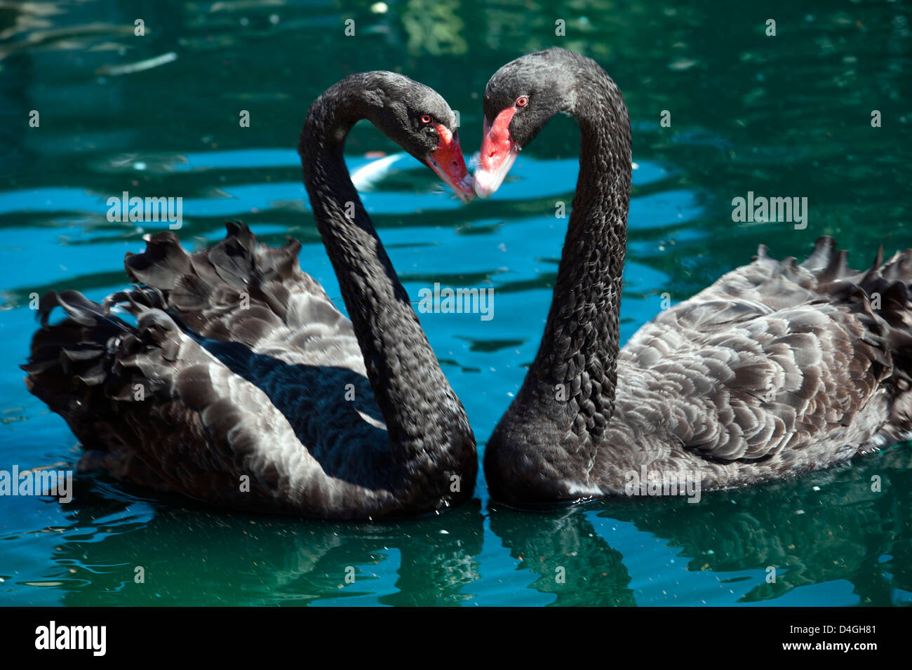 Two black swans (Cygnus atratus) touching bills and making heart shape with necks in Spring time Stock Photo
