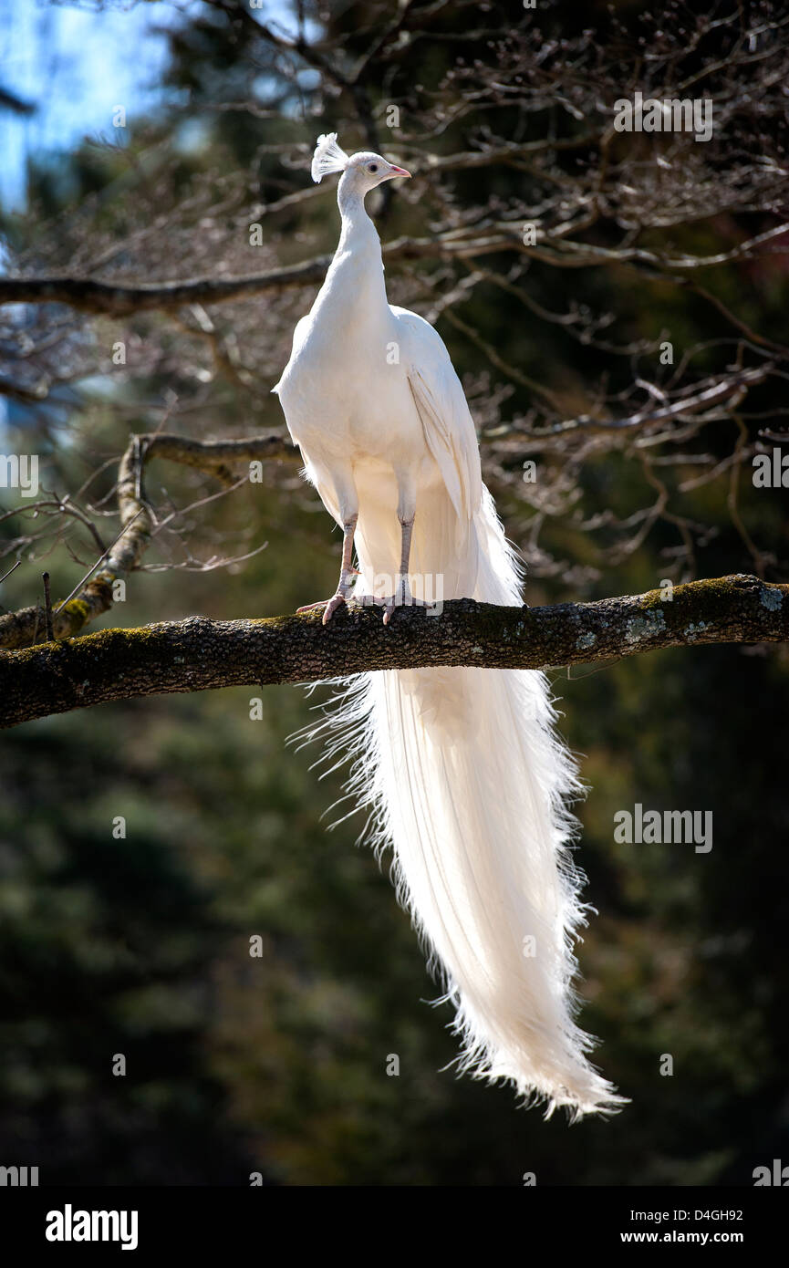 A male white peacock in a tree (Phasianidae) Leucistic Indian ...