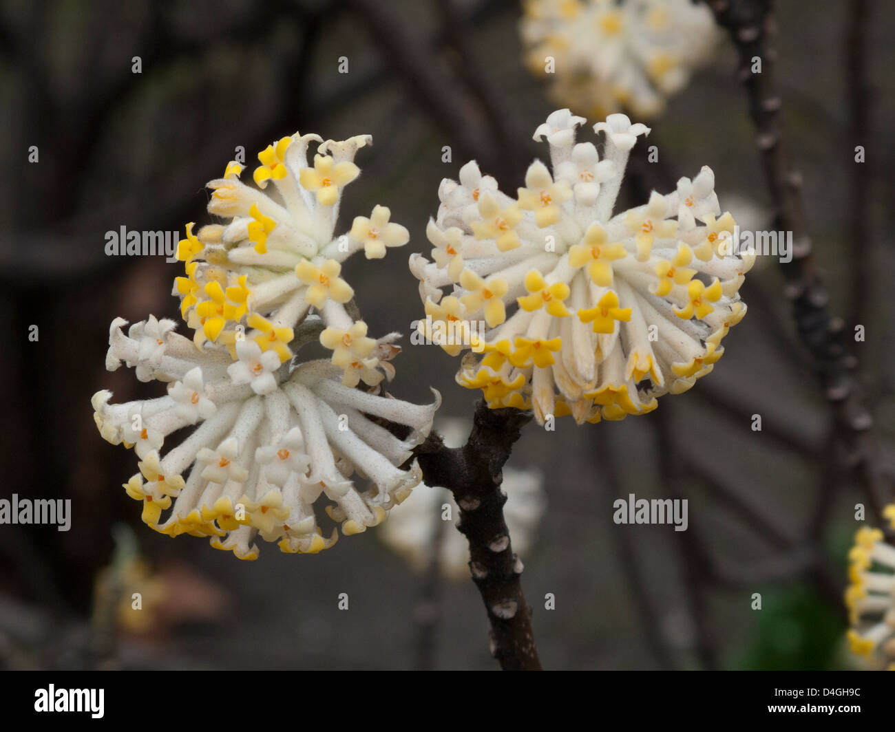 Edgewortia chrysantha (syn. E. papyrifera). Late winter flowering shrub, scented. Stock Photo