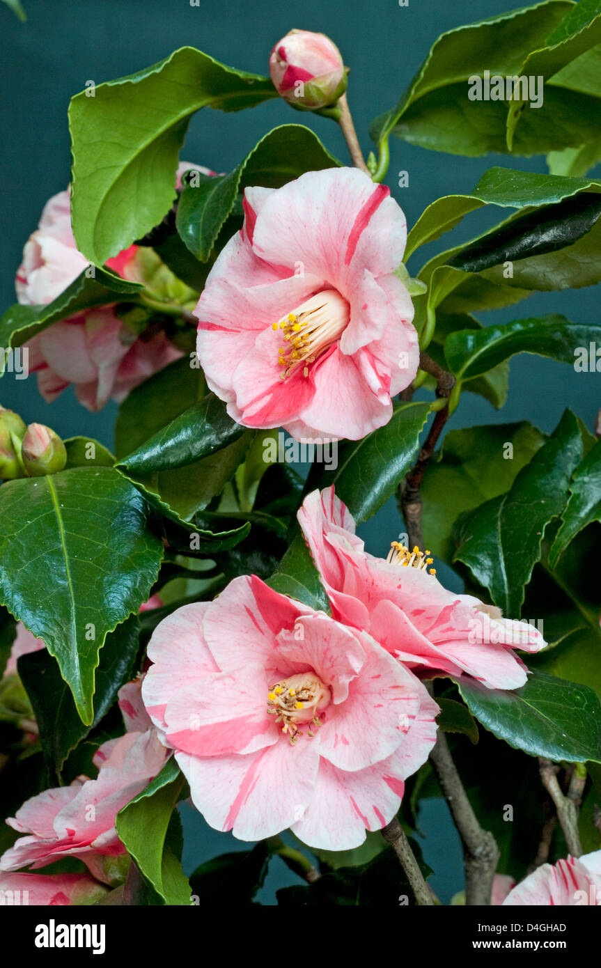 Camellia japonica 'Tricolor'. AGM. (H4). Stock Photo