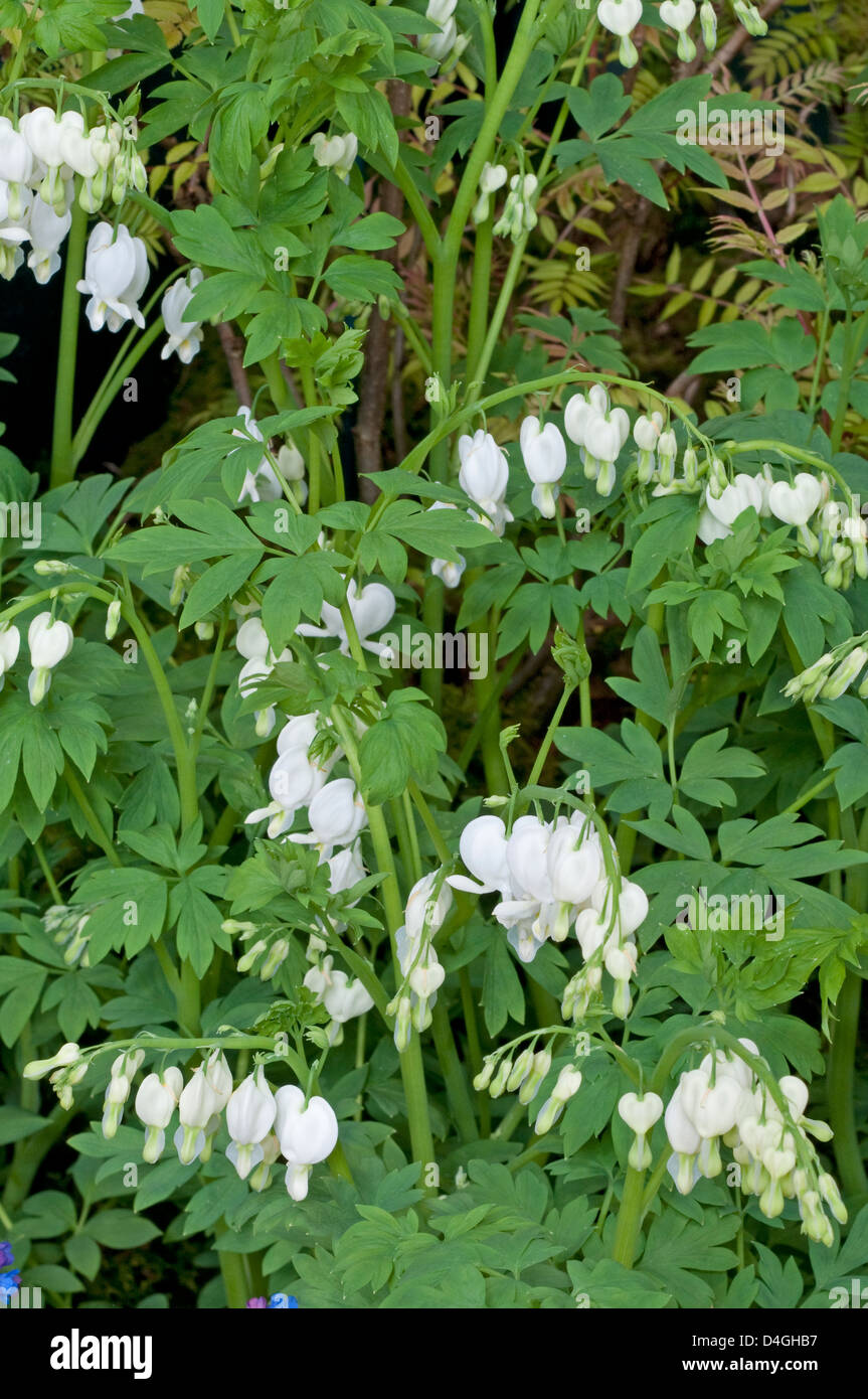 Dicentra spectabilis 'Alba'. AGM Stock Photo Alamy