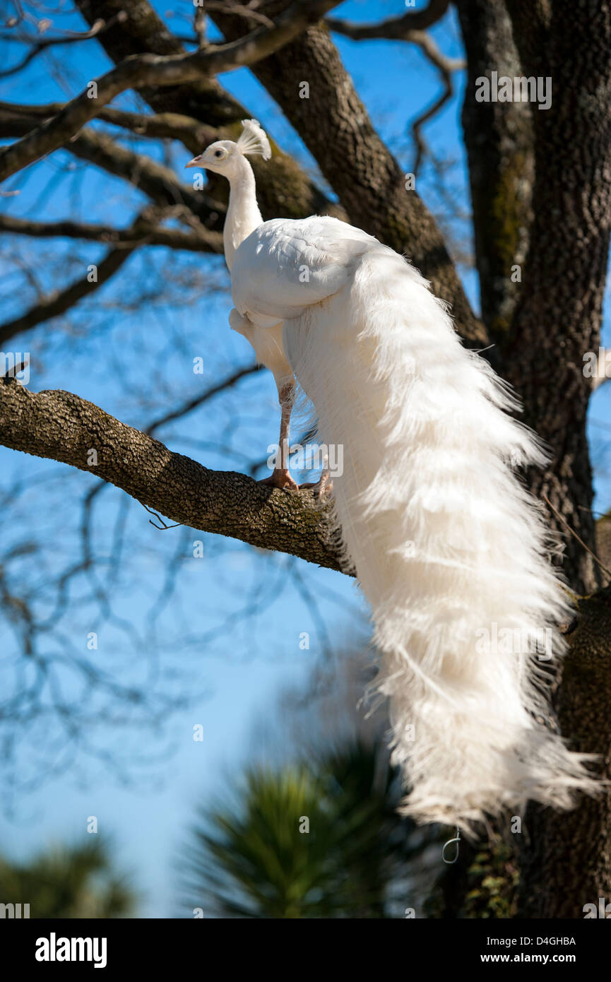 A male white peacock in a tree (Phasianidae), Leucistic Indian ...
