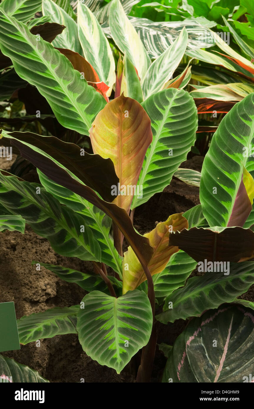 Calathea warscewiczii hi-res stock photography and images - Alamy