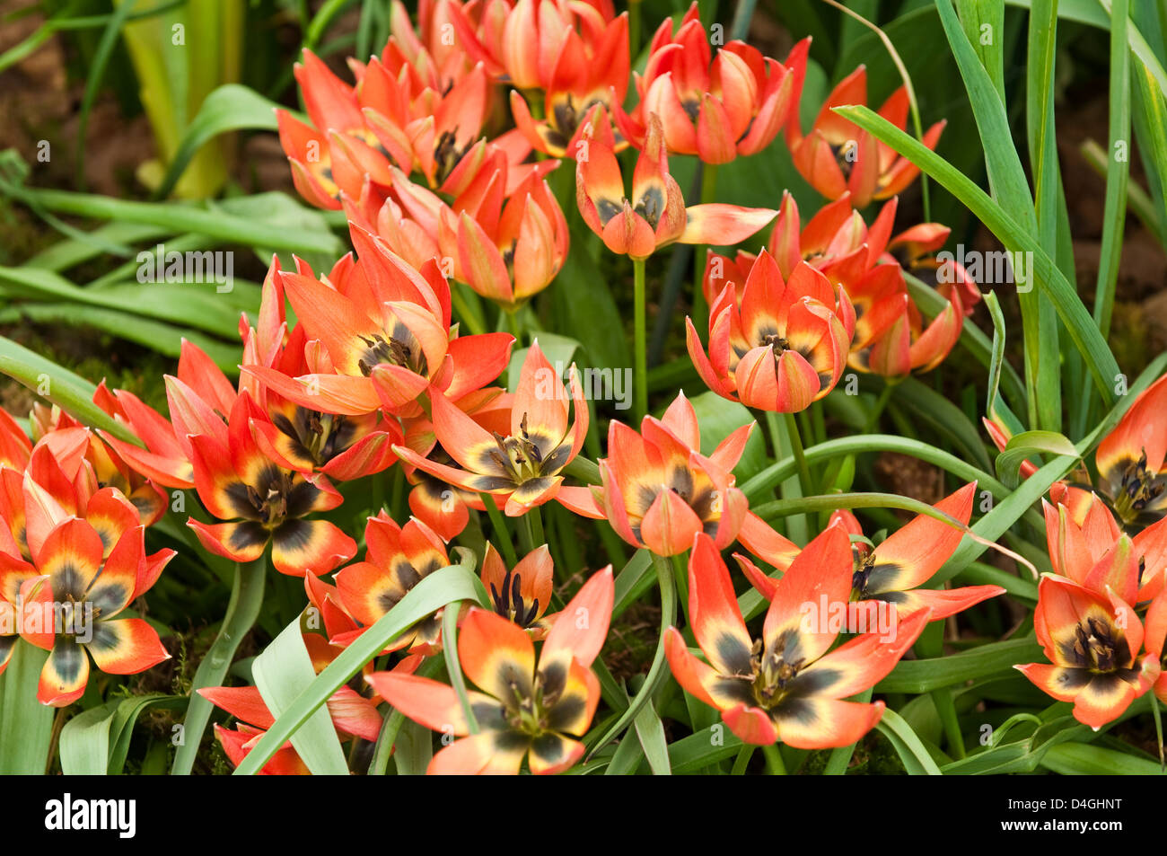 Tulipa 'Little Princess'. Stock Photo