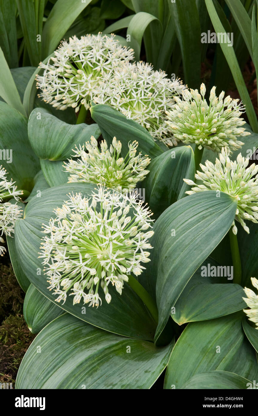 Allium karataviense 'Ivory Queen' Stock Photo