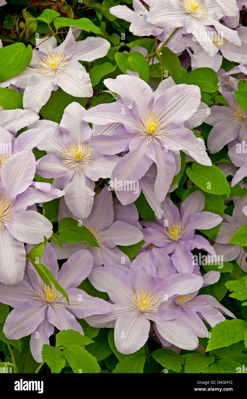 Clematis 'Silver Moon'. Stock Photo