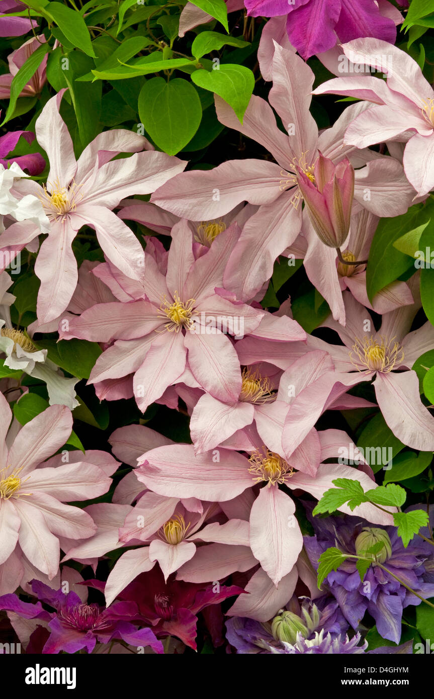 Clematis 'Rose Supreme' Stock Photo Alamy