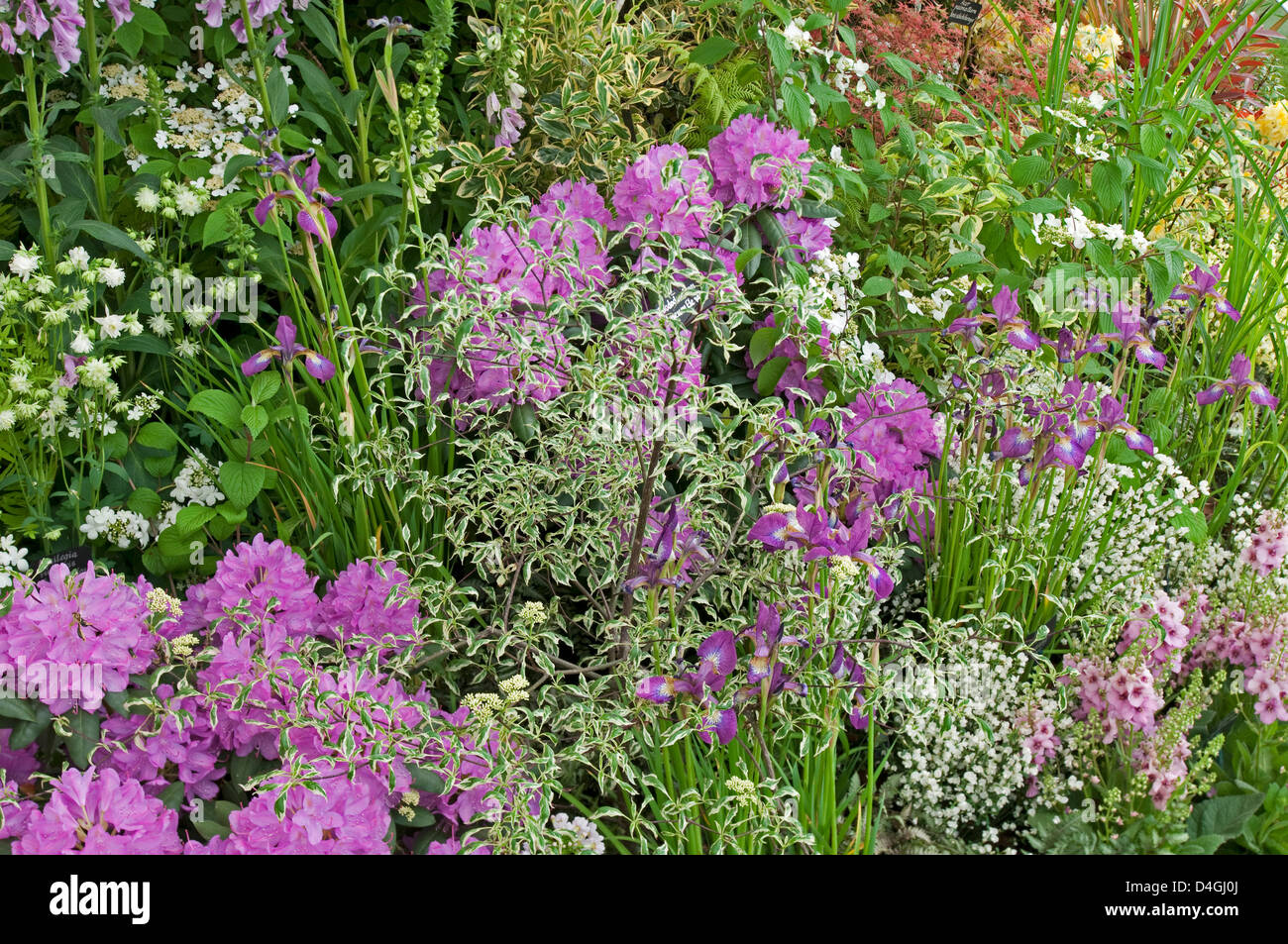 Spring Border with a mauve theme of Rhododendrons, Iris, verbascum and variegated foliage of Dogwood. Stock Photo