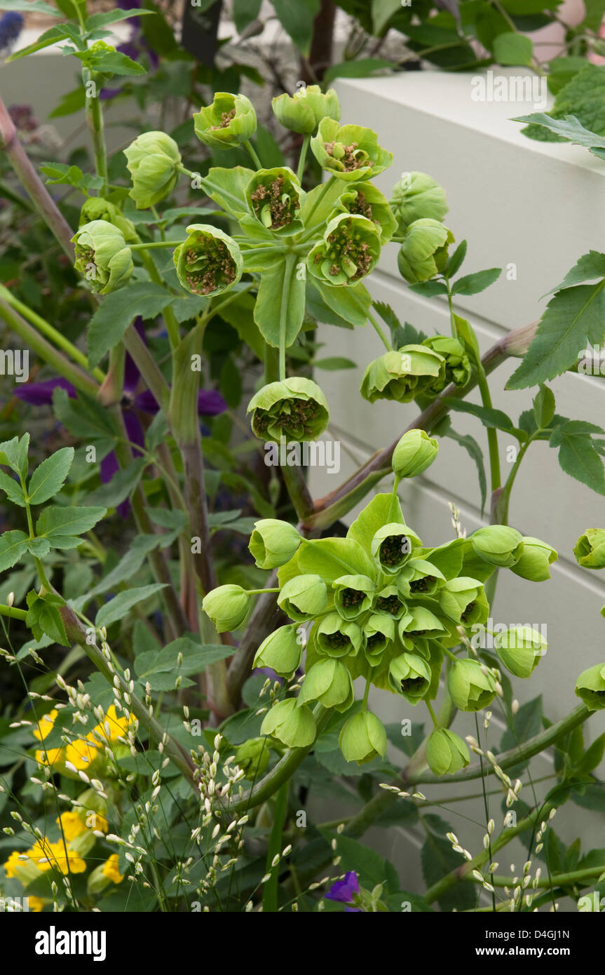 Mathiasella bupleuroides 'Green Dream' Stock Photo