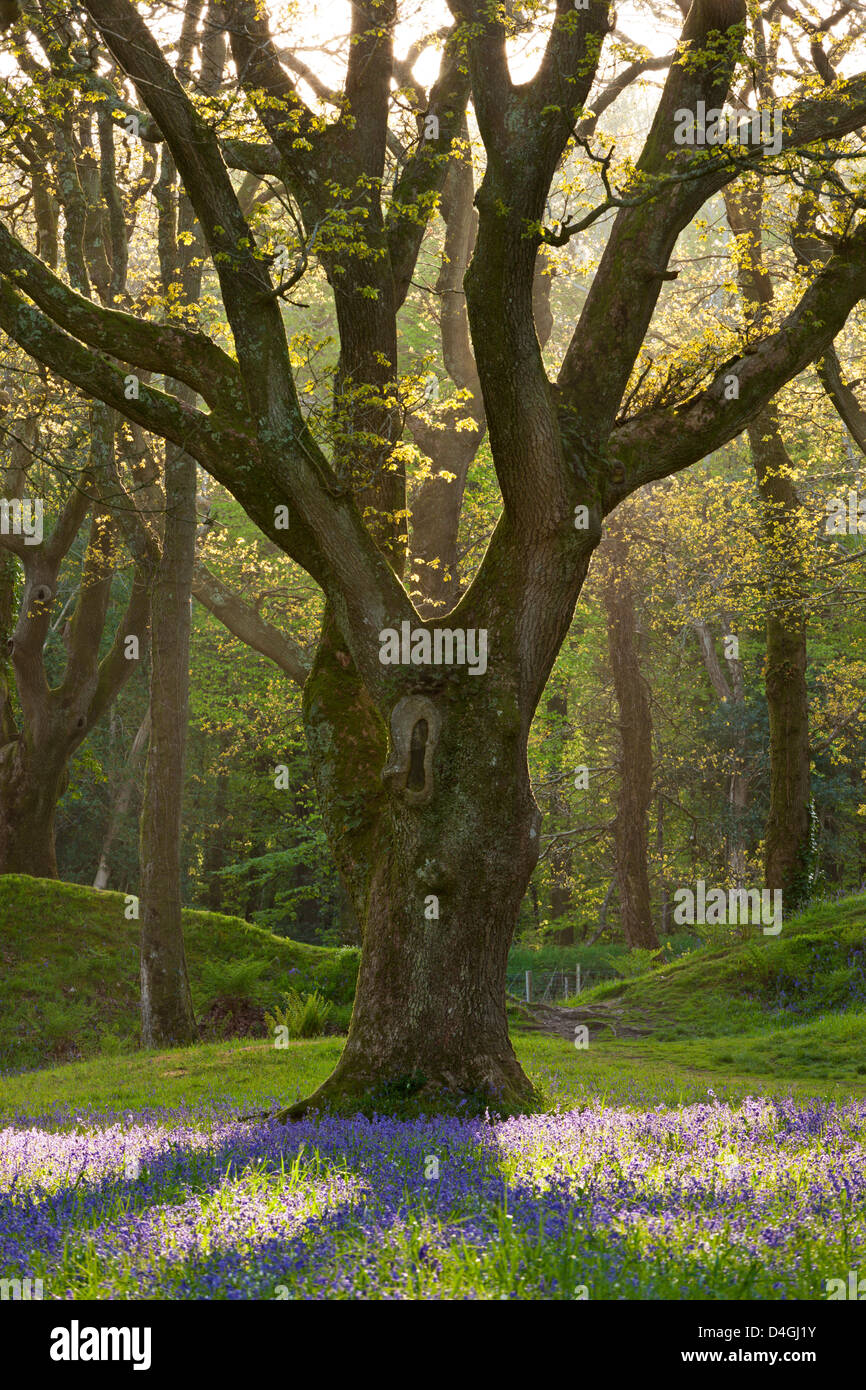 Bluebell carpet beneath mature Oak tree, Blackbury Camp, Devon, England. Spring (May) 2013. Stock Photo