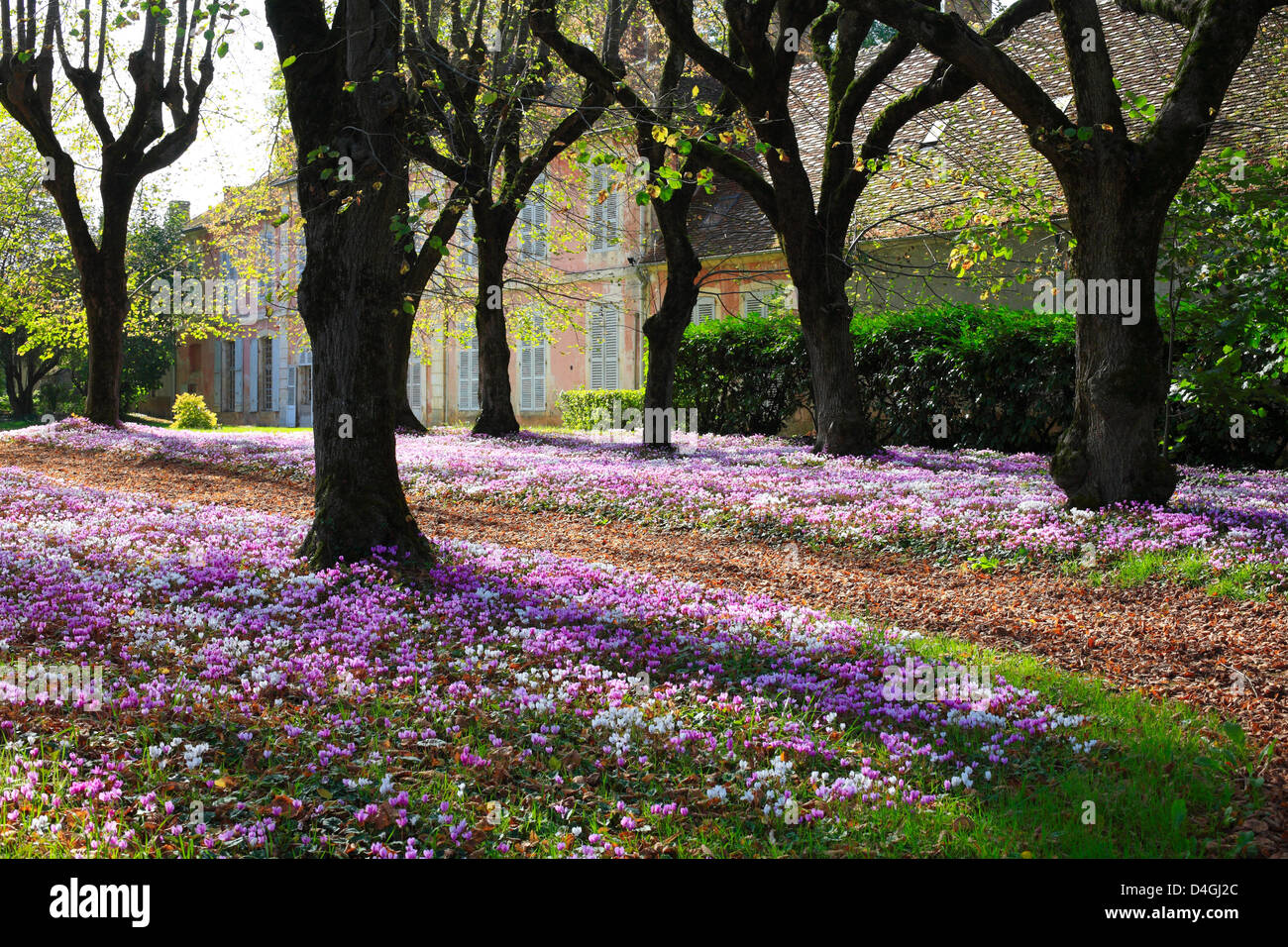 Cyclamen hederifolium - Carpet of Flowers in a French Garden. Stock Photo