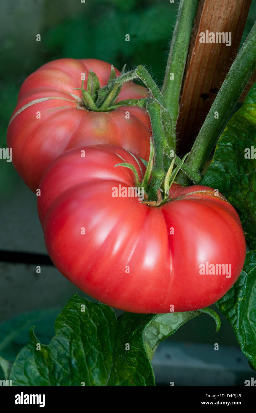 Tomato 'Brandy Boy' Stock Photo Alamy