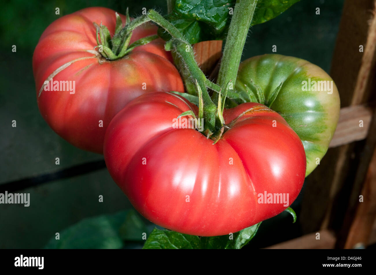Tomato 'Brandy Boy' Stock Photo Alamy