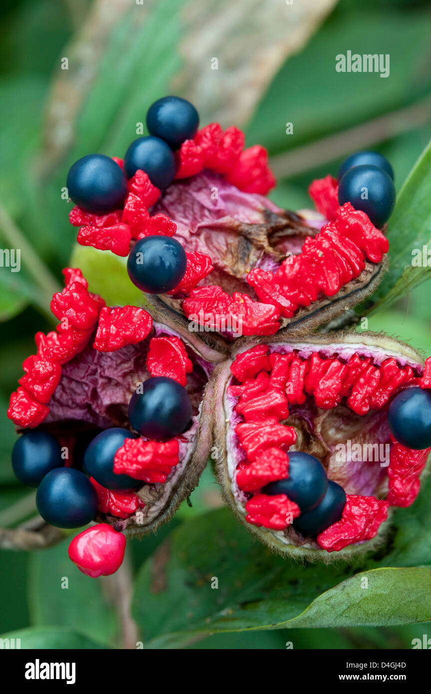 Paeonia mlokosewitschii seed heads in Autumn. AGM Stock Photo - Alamy