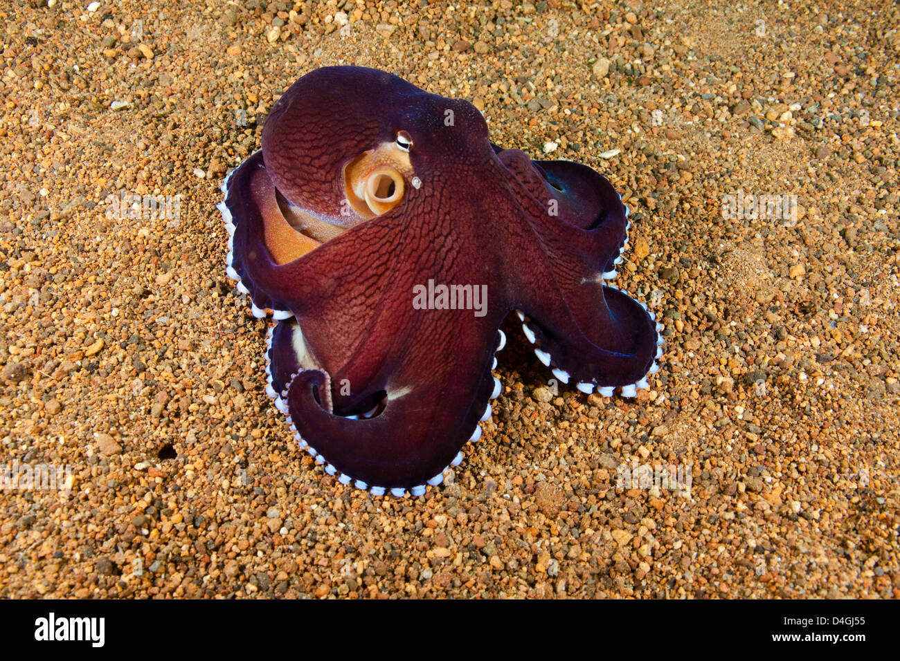 Veined octopus, Octopus marginatus, Anilao, Philippines. Stock Photo
